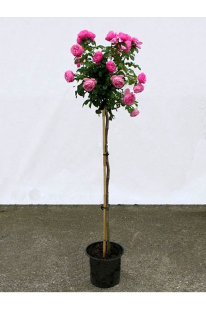 Троянда Леонардо да Вінчі на штамбі в горщику